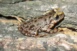 Scinax uruguayus