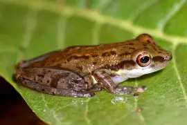 Scinax agilis