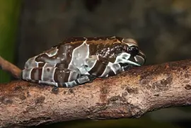 Trachycepalus resinifictris