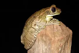 Trachycepalus venulosus