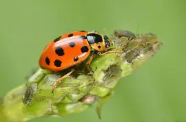 Coccinella dai tredici punti