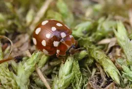 Coccinella color crema