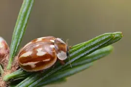 Coccinella a striscie
