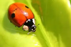 Adalia bipunctata