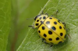 Psyllobora vigintiduopunctata