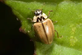 Aphidecta obliterara