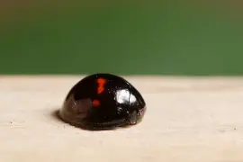 Chilocorus bipustulatus