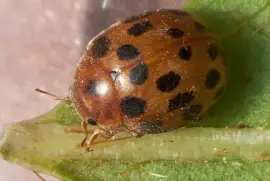 Subcoccinella vigintiquatuorauctata
