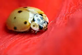 Coccinella a dieci macchie