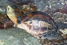 Scatola del Vietnam meridionale