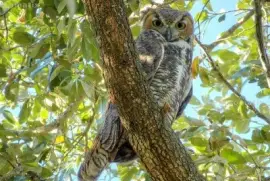 Gufo reale grigiastro