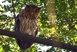 Gufo reale delle Filippine