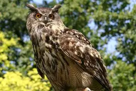 Gufo reale erasiatico