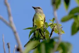 Tiranno melancholicus