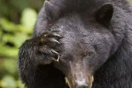 canadian black bear 2