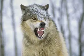 eastern timber wolf not so happy