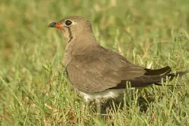 Pernice di mare del Madagascar
