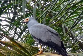 Gimnogne del Madagascar