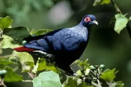 Piccione blu del Madagascar