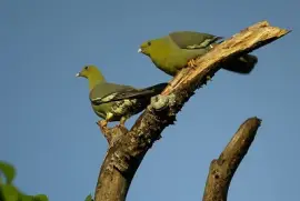 Piccione verde del Madagascar