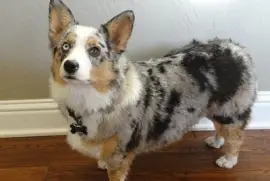 Auastralian shepherd