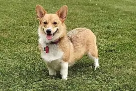 Welsh corgi pembroke