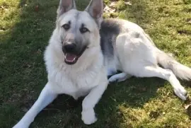 German shepherd white and silver