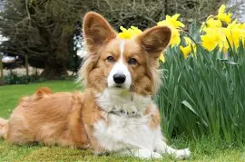 Welsh corgi cardigan