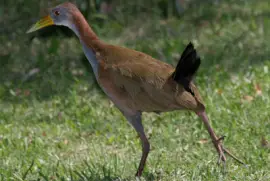 Rallo boschereccio gigante