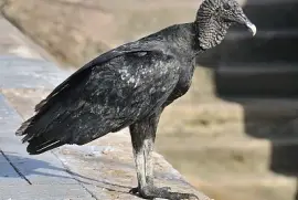 Black vulture