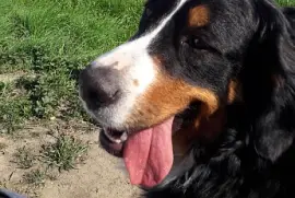 Cora Scvhlabberzunge