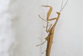 פאזל של Gottesanbeterin