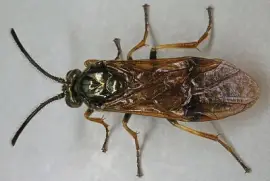 Arge ustulata