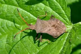 Coreus marginatus