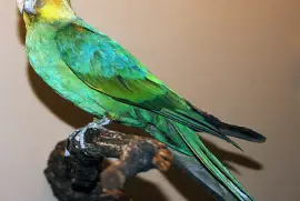 Parrocchetto della carolina