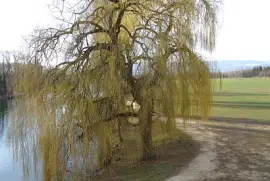 La Sauge saule pleureur