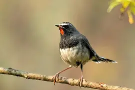 Calliopee codabianca