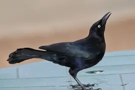 Gracchio dei caraibi