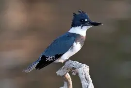 Martin pescatore americano