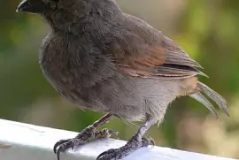 Barbados fullfinch