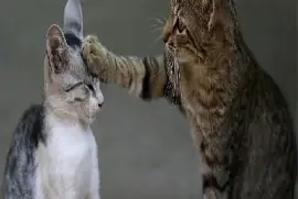 LOS ANIMALITOS SON LOS MEJORES AMIGOS