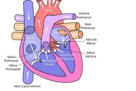 SISTEMA CIRCULATÓRIO