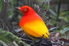 Uccello giardiniere fiammante