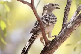 Uccello giardiniere maggiore