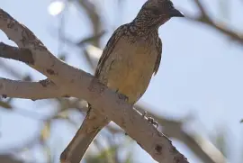 Uccello giardiniere occidentale