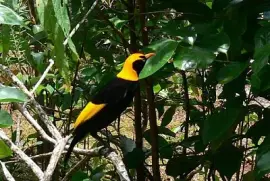 Uccello giardiniere reggente