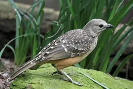 Uccello giardiniere petto fulvo