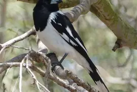 Uccello beccaio bianconero