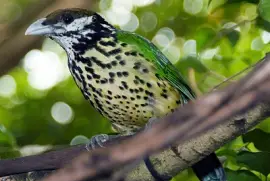 Uccello gatto guancebianche