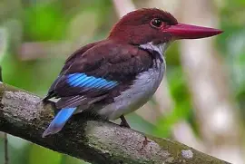 Martin pescatore dal dorso cioccolato